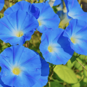Bright blue morning glory flowers in full bloom.